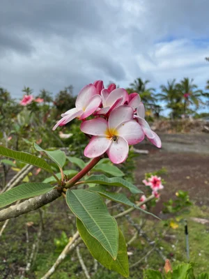 Plumeria rubra 'Linda Gail' — Vintage Green Farms with Tom Piergrossi